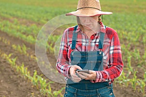 Female farmer texting on mobile phone in young green corn field