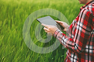 Female farmer using tablet computer in rye crop field