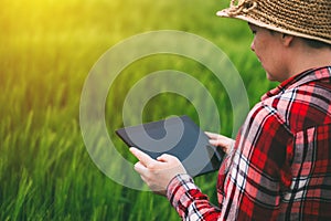 Female farmer using tablet computer in rye crop field