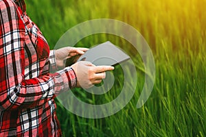 Female farmer using tablet in wheat crop field