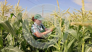 Female farmer is walking on the corn field
