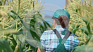 Female farmer is walking on the corn field