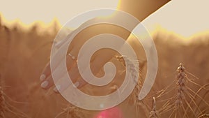 Female farmer walking down the wheat field in sunset touching wheat ears with hands - agriculture concept.