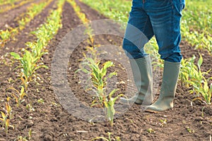 Female farmer in wellington rubber boots standing in young green corn field