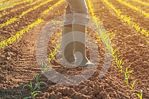 Female farmer in wellington rubber boots standing in young green corn field