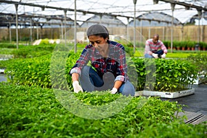 Female farmer working in greenhouse, cultivating tomato sprouts