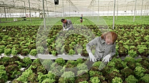 Female farmer working in a greenhouse with modern irigation