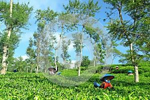 Female farmers harvesting at tea crop landscape