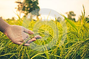 Female farmers looking at the produce before harvesting rice in Thailand