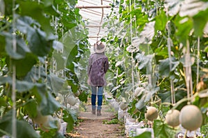 Female farmers walked to monitor the growth of melon fruit trees in an organic farm