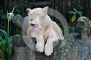 The female fat lion is rest under tree in garden