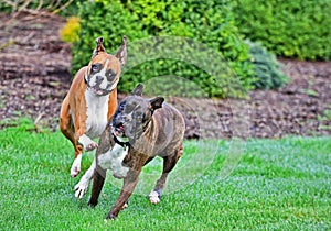 A female fawn boxer chases after the handsome male brindle boxer HDR.