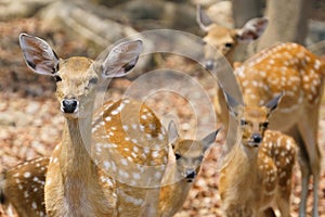 Female and fawn sika deer