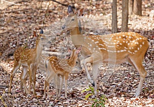 Female and fawn sika deer photo