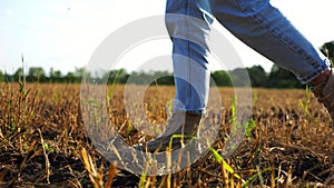 Female feet of farmer going through the wheat meadow at sunset. Legs of agronomist in boots walking among barley