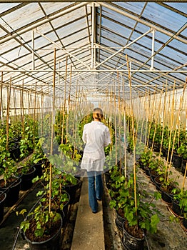 Female figure stands in an expansive and lush greenhouse.