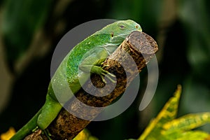 Female Fiji banded iguana Brachylophus fasciatus on Viti Levu