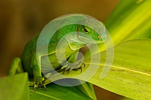 Female Fiji banded iguana Brachylophus fasciatus on Viti Levu