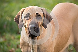 Female of Fila Brasileiro (Brazilian Mastiff)