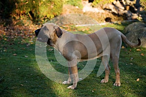 Female of Fila Brasileiro (Brazilian Mastiff) photo