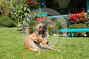 Female of Fila Brasileiro (Brazilian Mastiff)