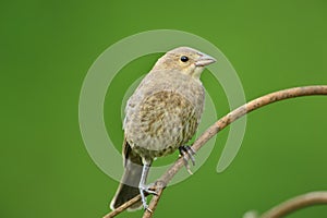 A Female Finch