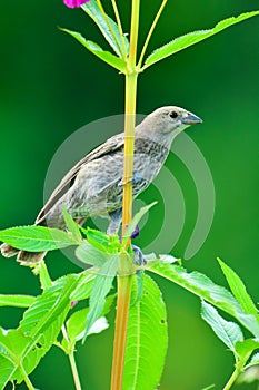 A Female Finch