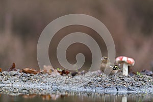 Female finch on branch photo