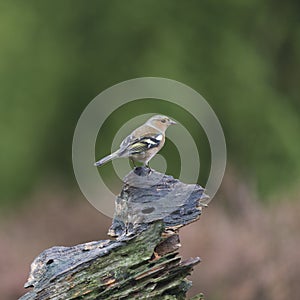 Female finch on branch photo