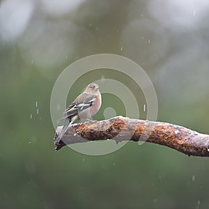 Female finch on branch photo