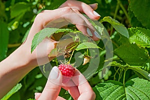 Female fingers pluck ripe red raspberry berry from a Bush with green leaves,  landscape