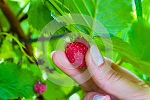 Female fingers pluck ripe red raspberry berry from a Bush with green leaves,  landscape