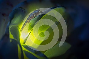 Female firefly sitting on a rose  glowing