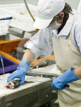 Female fish cutter in action