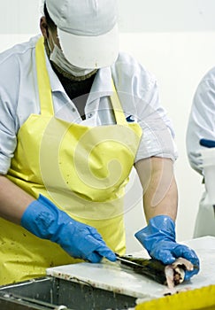 Female fish cutter at work