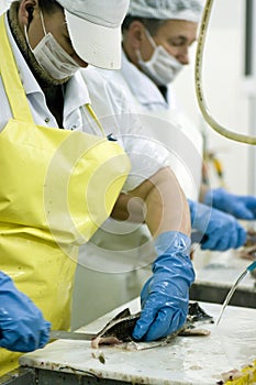 Female fish cutter at work