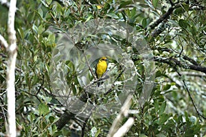 Female flame-colored Tanager stripe-backed tanager portrait in natural environment