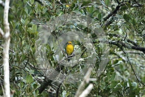 Female flame-colored Tanager stripe-backed tanager portrait in natural environment