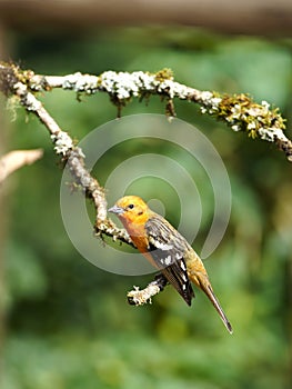 Female flame-colored Tanager stripe-backed tanager portrait in natural environment