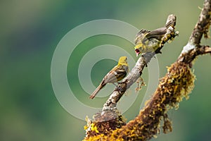 Female flame coloured tanager feeding her chick, Costa Rica