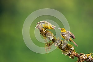 Female flame coloured tanager feeding her chick, Costa Rica