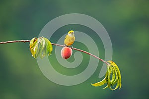 Female flame coloured tanager perched on a branch with a peach in Costa Rica