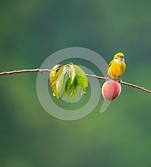 Female flame coloured tanager perched on a branch with a peach in Costa Rica
