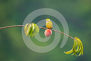 Female flame coloured tanager perched on a branch with a peach in Costa Rica