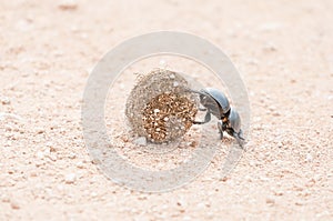 Female flightless dung beetle rolling dung ball