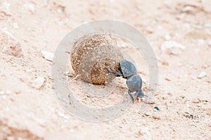 Female flightless dung beetle rolling dung ball