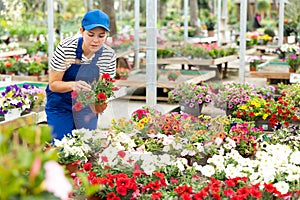 Female floriculturist checking blooming Surfinia bushes in greenhouse