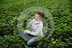 Female floriculturist checking potted hortensia