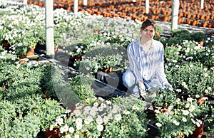 Female florist arranging blooming daisies in pots in glasshouse