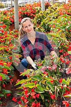 Female florist arranging potted begonias